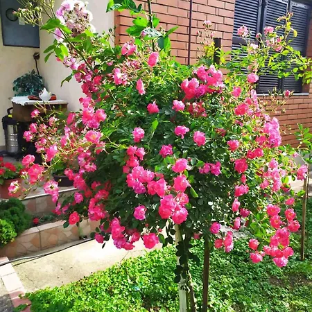 Апартаменты Ljupka Панчево