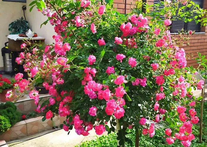 아파트 Ljupka Pančevo